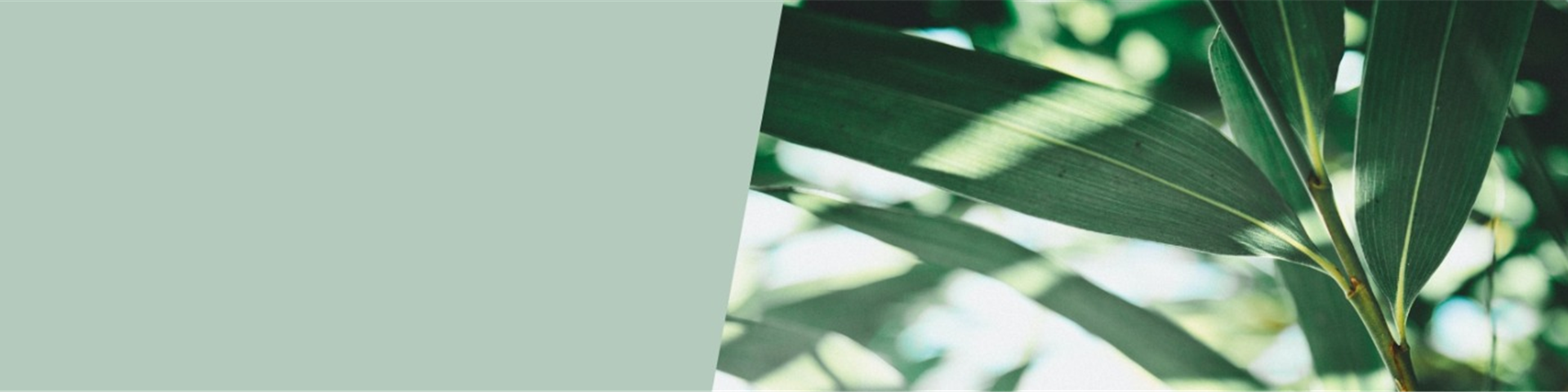 Header von Westbridge Advisory GmbH